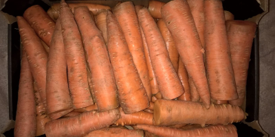 Industrial carrots, simple, pretty, large caliber, unwashed, rolled /