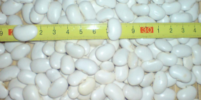 Fasole albă &quot;ou pitic&quot; cal 90-120 / 100 g,