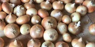 We offer fresh onions WhatsApp: + 45 36 99