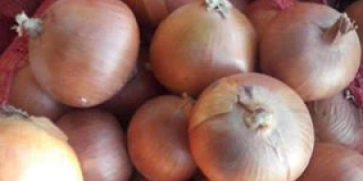 We offer fresh onions Calibrated WhatsApp: + 45 36