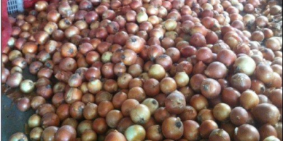 Fresh Red, Yellow and White Onion We have Top