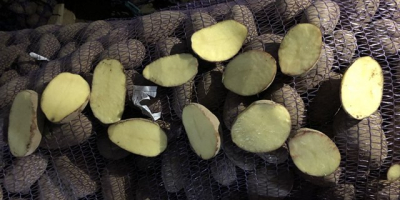 We also have varieties of yellow potatoes like Satine,