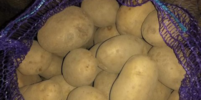 We also have varieties of yellow potatoes like Satine,