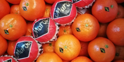 Clementine from Morocco. Nova, Nour, Nadercott. Possibility of shipment