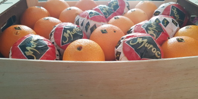 Orange Navel Lane Late from Morocco. Possibility of shipping