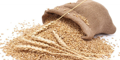 We will sell next grains: wheat, maize, soy, soybean