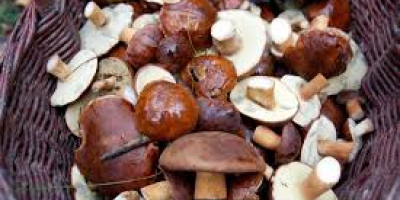 I will sell fresh and dried mushrooms in the