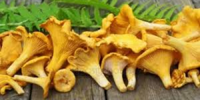 Продам свежие и сушеные грибы в период грибоводства в