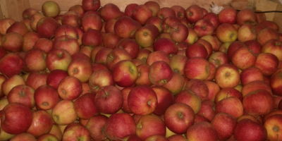 I will sell Jonagold Decost, a nice, healthy apple.