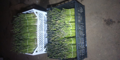 Establish cooperation or sell green asparagus at the turn