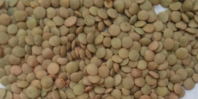green lentils, qualitative indicators (humidity 13% not more than,
