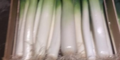 I will sell a leek in a 2-3 or