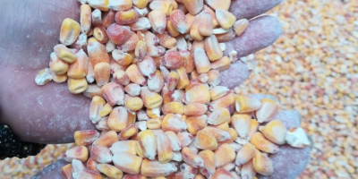 Продајем кукуруз 2018 Румунски производ 80,000 тона квалитет И