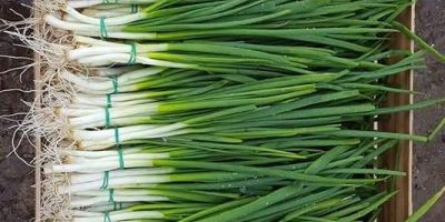 Onion chives on the link, fresh this year,