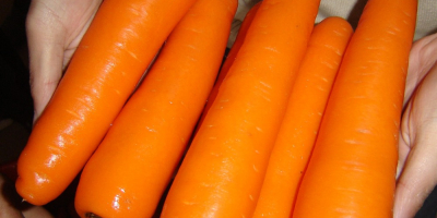 We offer fresh carrots at the best prices, whatsapp: