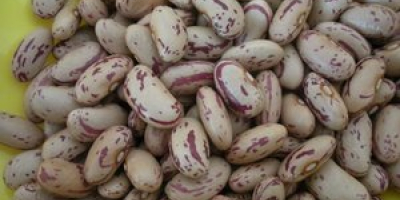 We offer fresh green beans, red, black beans, etc.