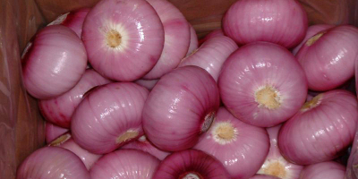 We are sellers of the best quality fresh onions,
