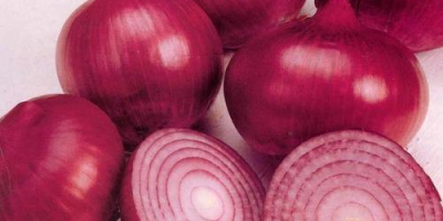 We are sellers of the best quality fresh onions,