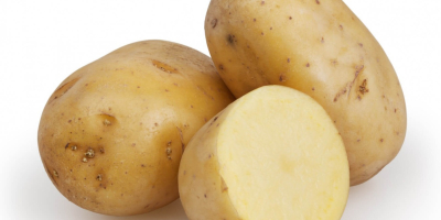 New harvest Fresh potatoes Product name: New harvest of