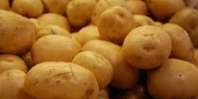 Agriculture fresh potatoes 1) Regular shape 2) Healthy food,