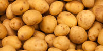 Típus: Burgonya.A termék típusa: Potato.Style: Fresh.Cultivation Type: Common.Shape: Kerek