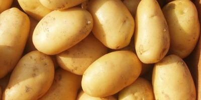Potato contains a lot of carbohydrates, it also contains