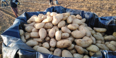 Frische Kartoffeln zum Verkauf aus Ägypten Preis mit Transport