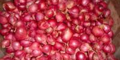 Variety: red onion, yellow onion, purple onion specification: 6