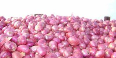We offer fresh red onions on the market at