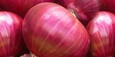 fresh red and white onion size: 3-5 cm, 5-8