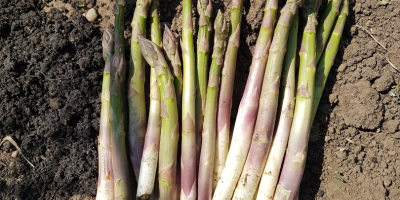 Green and white asparagus in smaller quantities, produced in