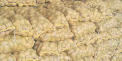 Organische frische Kartoffel Professionelle Produktion von frischen Kartoffeln. und