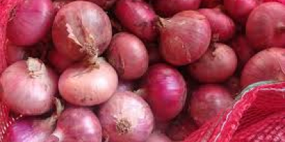 Red onion 1. Variety: Red onion, yellow onion 2.