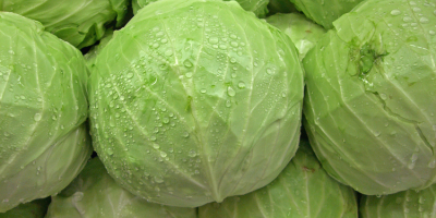 Cabbage 1kg-2kg, WhatsApp: +4536981823
