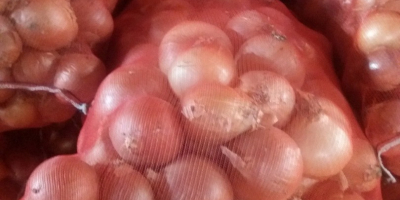 Onion caliber +6 to +8 without increases in the