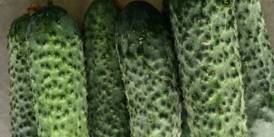 Fresh cucumbers from Romania Matca. Very good quality! From