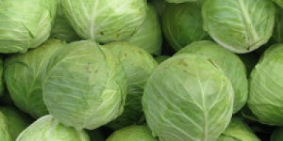 we supply white cabbages, red cabbages, fresh onion, fresh