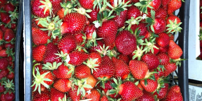 Buy strawberries in large and small quantities 1-5tone per