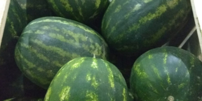 I will sell watermelon Fresh delivery - 10.05 Sweet