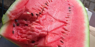 Ich werde Wassermelone verkaufen Frische Lieferung - 10.05 Süß