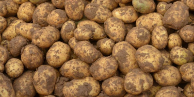 това е сезонът на събиране на картофи. В резултат