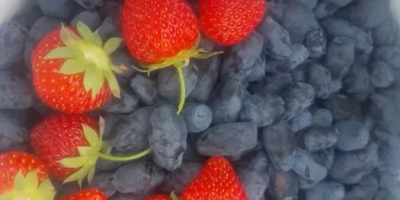 Предлагам плодове от honeyberry за продажба. Колекцията ще започне