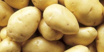 Yellow potatoes We have yellow potato meat ready for
