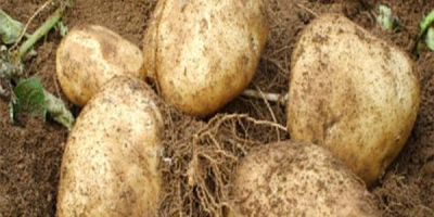 Potato has become an important crop for both farmers