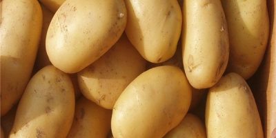 Картофите се превърнаха във важна култура както за земеделските