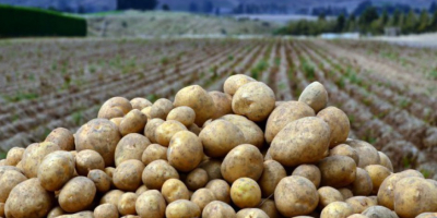 Cartofi Ceapă Uzbekistan Origine Kale Suntem concediați produse din