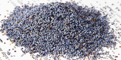 Poppy seed for sell in Hungary (Blue, White) We