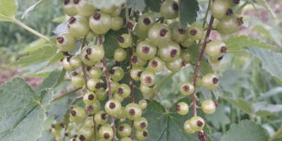 I will sell the red currant crop from the