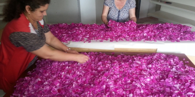 Rose petals for jam, syrup, etc. The quantity available