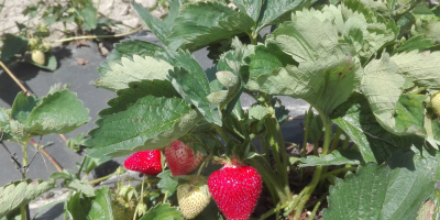 I will sell fresh strawberries, grown in an ecological